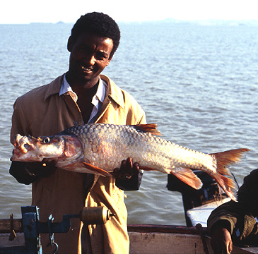 Record photograph for Labeobarbus megastoma